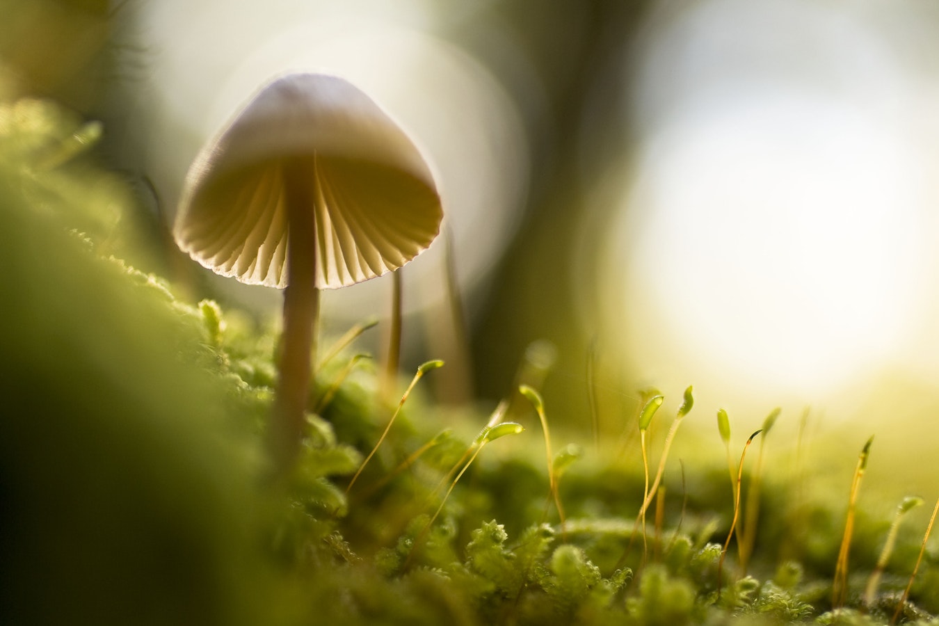 Close-up of a mushroom with gills visible, growing among moss and slender stems in soft, natural light.