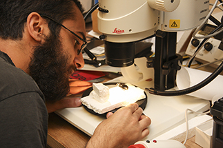 A person closely examines a small object under a microscope at a workbench, using tools and focused lighting for precision.